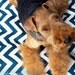 Dog Bed Chevron/Zig Zag Pet Duvet Cover-Medium