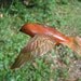sparrow wood carving -ornament -garden decoration-no 1