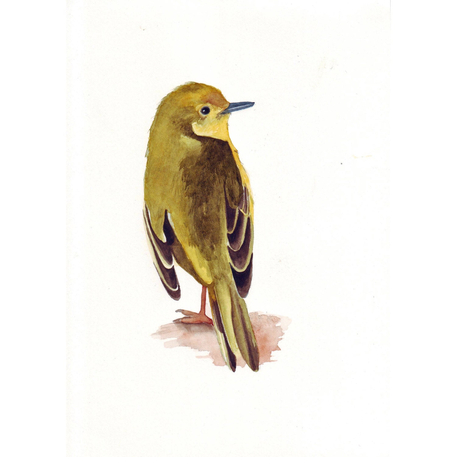 Bird Painting Yellow Warbler -Y065-  PRINT of watercolor painting 5 by 7 print - Splodgepodge