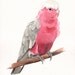 Galah painting - bird print of watercolor painting - 5 by 7 print