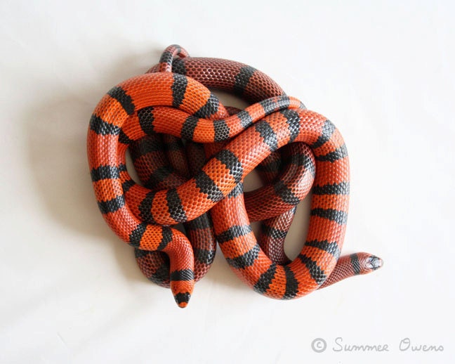 Snake Photography - Tangerine Honduran Milk Snakes - Infinite Beauty - 8x10 Fine Art Photo Print