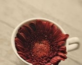 Romantic floral print- red, coffee cup, rustic, gerbera daisy, valentines day, shabby chic, for her, 8x10 print, fine art photograph
