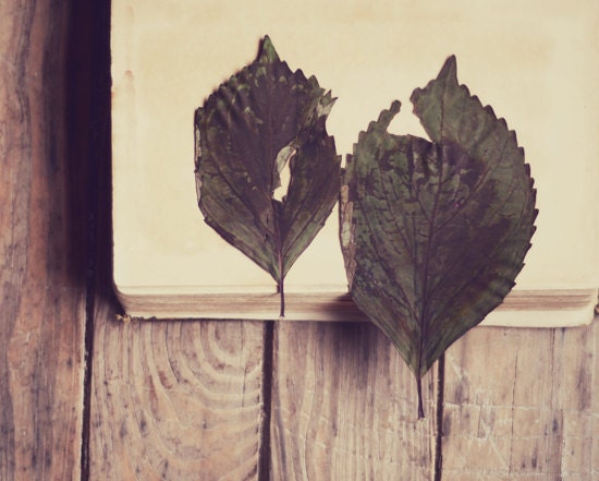 Vintage book botanical print- cream, green, leaves, vintage style, romantic, rustic, 8x10 print, unisex, fine art photography