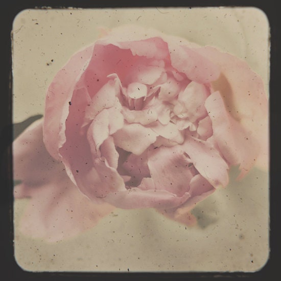 Flower photograph- pink, cream, peony, nursery decor, floral, spring, muted colors,  8x8 print, romantic, shabby chic, fine art photography