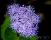 PURPLE HAZE Macro Photography