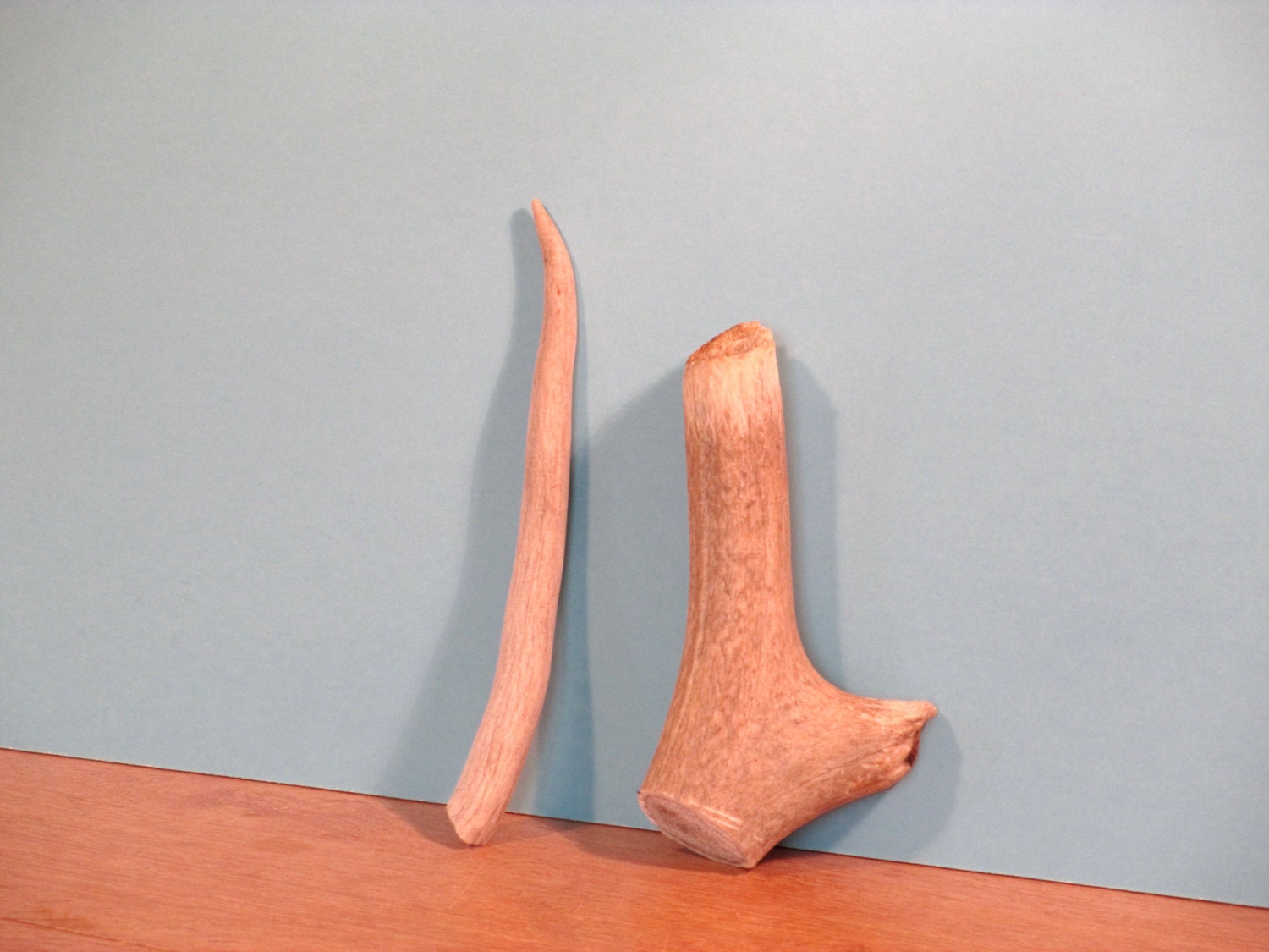 Two pieces of deer antler