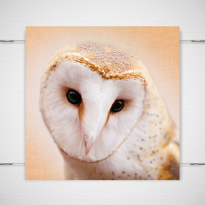 Barn Owl Photo - 8x8 Photograph - Owl Art Print - Owl Photograph - dreamy fairy tale forest peach woodland pink 'Fairest of them All' - BokehEverAfter