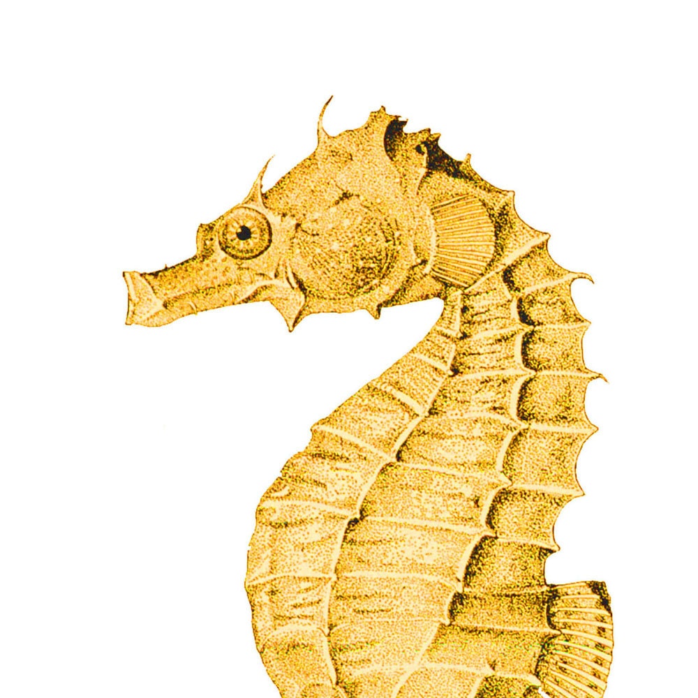 Seahorse Gold Yellow Nautical Vintage Style Art Print Beach House Decor Golden
