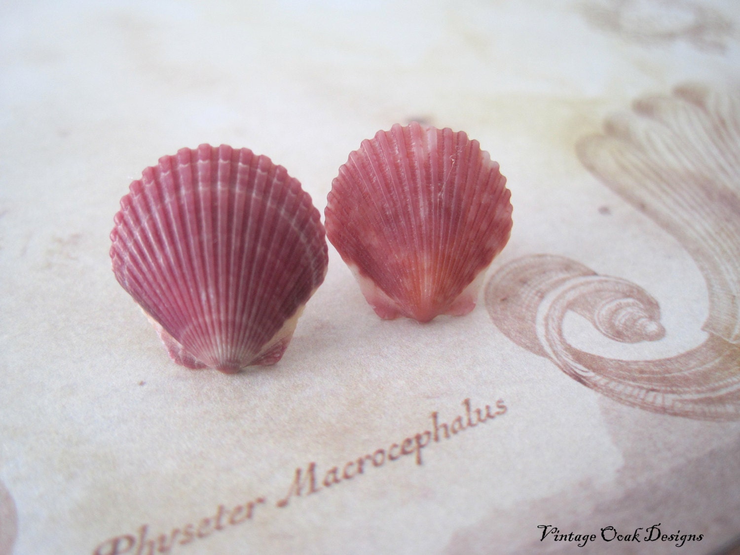 Seashell Earrings, Shell Studs, Real Scallop Shel Studs, Natural  Beach Wedding Jewelry,  Eco-friendly Jewelry, Natural Elements Jewelry