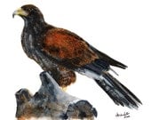 5x7" Print - Harris Hawk, Original Watercolor Painting