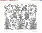 Medicinal Plants Engraving Vintage Botanical Print Herbalism  Saffron Valerian