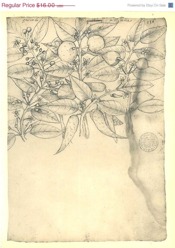 Botanical Sketch Drawing Quiinha Maranhao Brazil Frei Cristovao