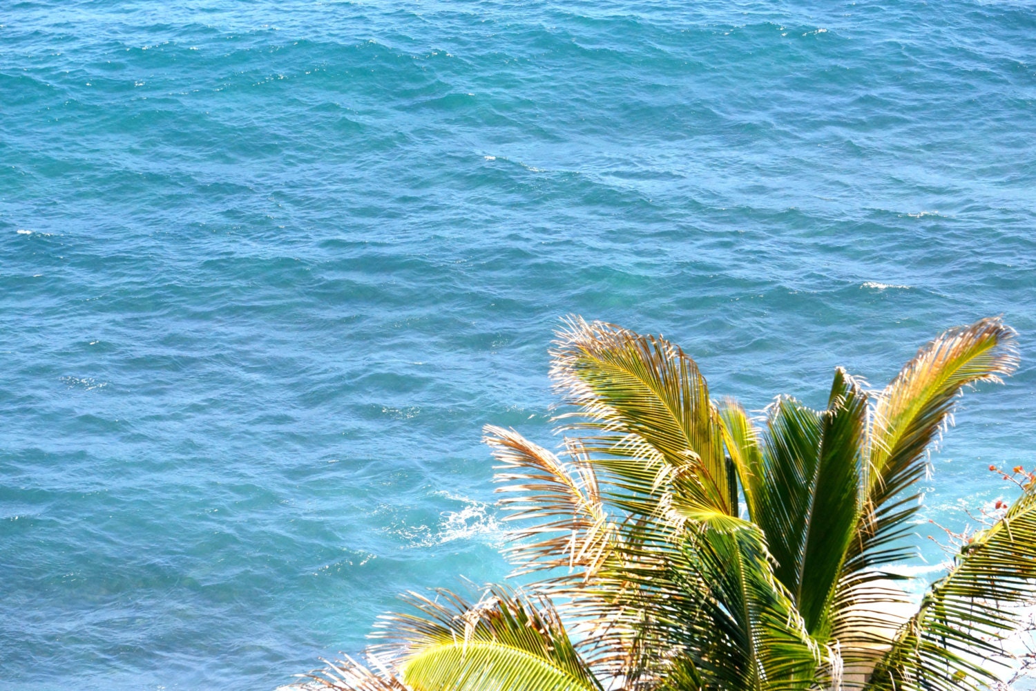 Turquoise Ocean, Beach Photography - Beautiful Blue Ocean, Green Coconut Palm Tree - Large Beach Wall Art Home Decor