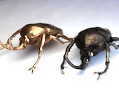 Megalorrhina Beetle in Solid bronze, Desk Art.
