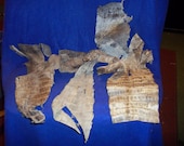 real animal bone Alligator taxidermy hide skin gator leather part craft goods man cave