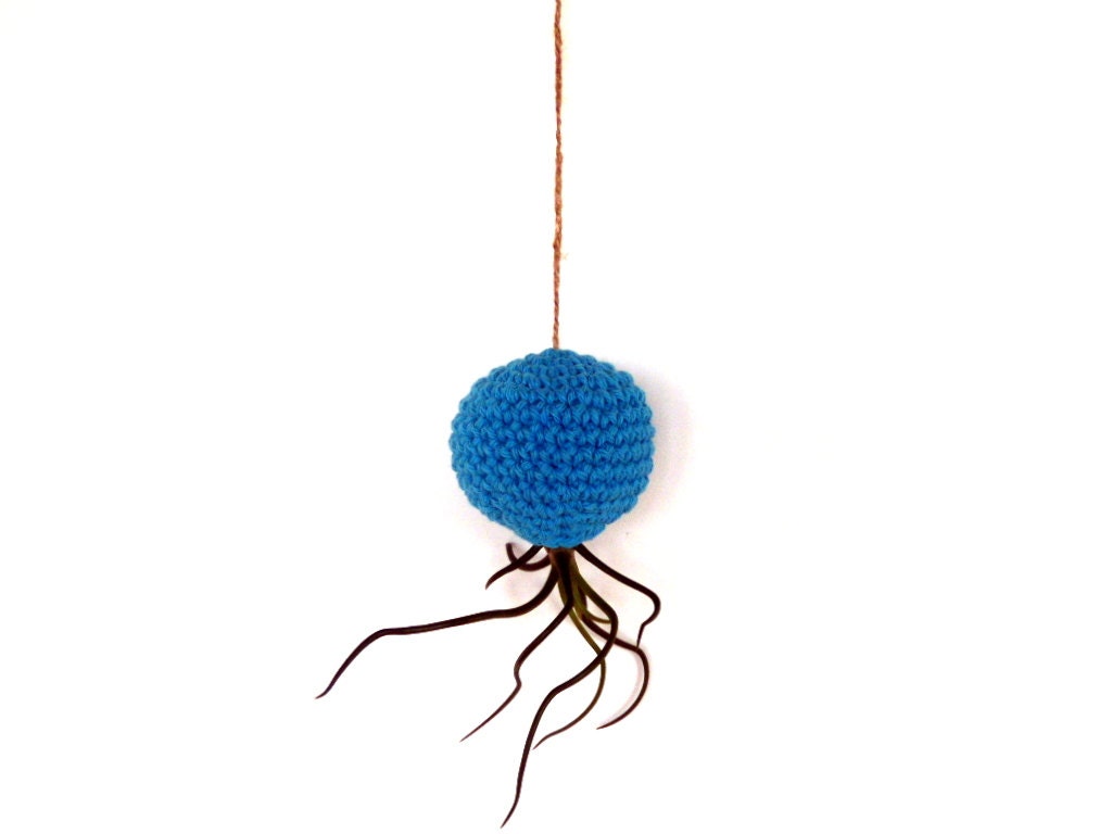 Hanging Air Plant Container Pod with Bulbosa Air Plant - Bright Turquoise