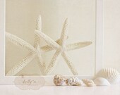 Twin Stars- Starfish Photography- Starfish and Seashells- White, Cream, Neutral Tones- Beach Decor- 8x10 Fine Art Print