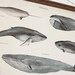 Whales A3 Canvas poster - vintage educational chart illustration - home decor - WHAP3007
