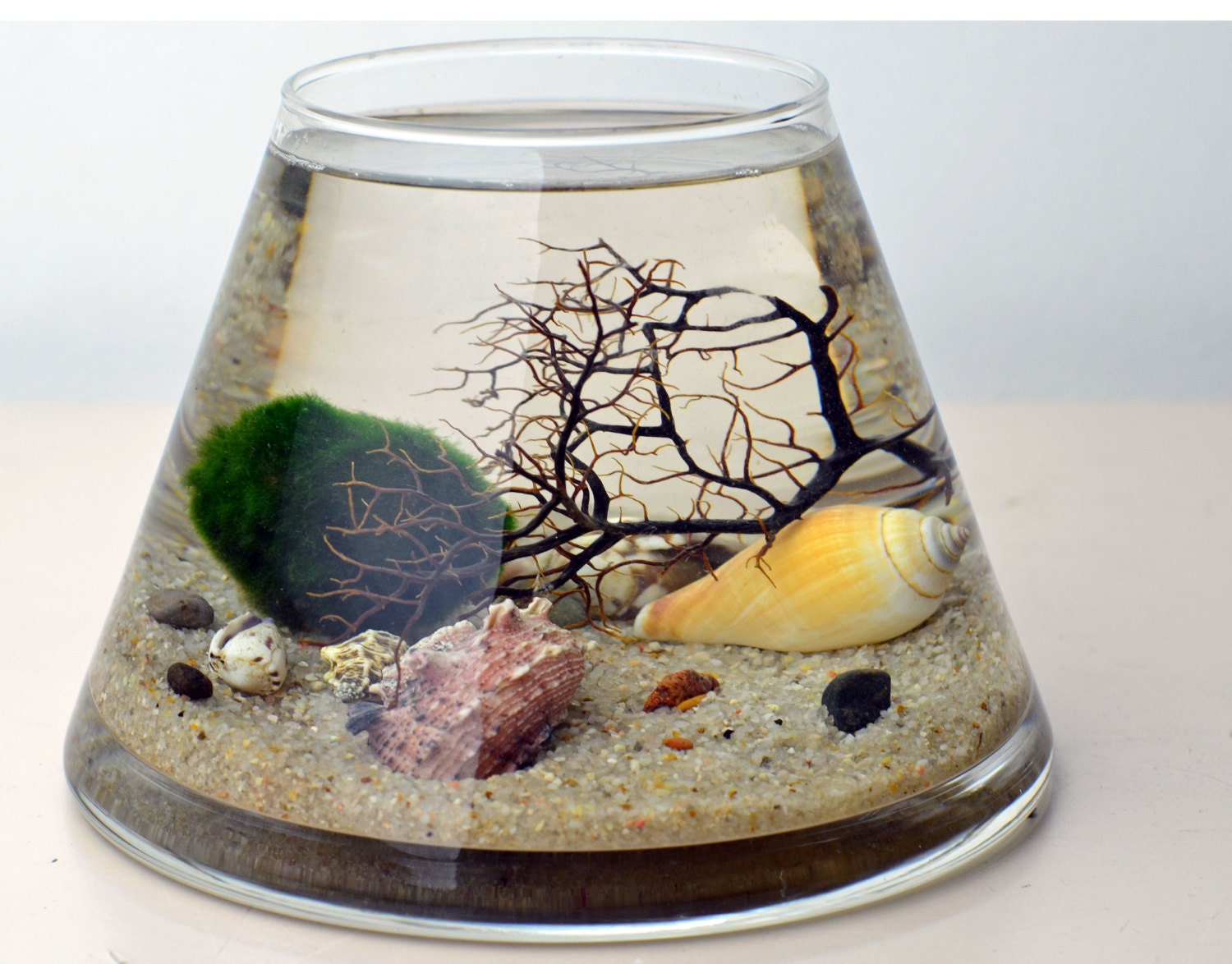 Marimo Terrarium - Japanese Moss Ball Aquarium - Trapeze glass vase - Sea Fan - Sea Shells