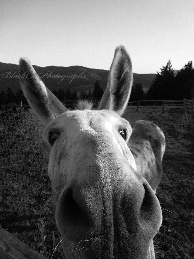 Farm Animal Photograph, Funny animal Art, Humorous Donkey picture, Nursery fine Art photography, shades of Black and White 5x7, Humor