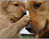 4 Dog Puppy Golden Retriever Dogs Puppies Greeting Notecards/ Envelopes Set