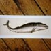 blue whale glorious vintage nature print