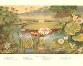Vintage Botanical Print Antique AQUATIC PLANTS, plant print botanical print, bookplate art print, water plants plant wall print wall art