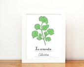 Kitchen Art Cilantro French Herbs print - 8x10 art print - Green Home decor Eco friendly Food Foodie Culinary Gourmet cook chef