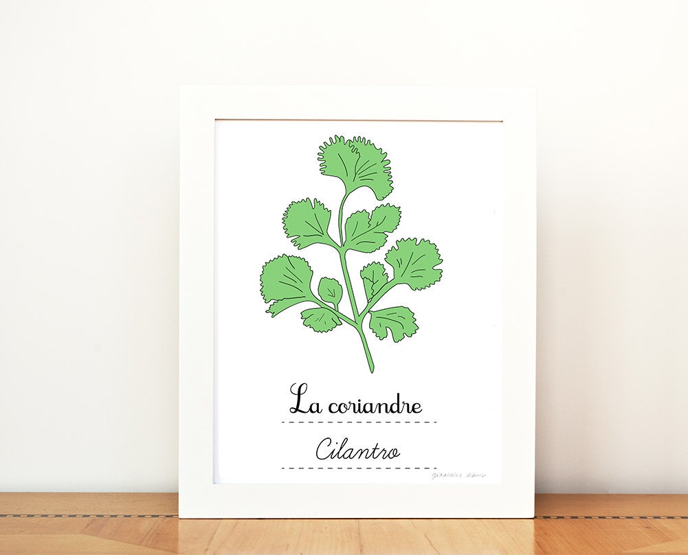 Kitchen Art Cilantro French Herbs print - 8x10 art print - Green Home decor Eco friendly Food Foodie Culinary Gourmet cook chef
