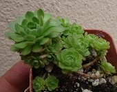 Sempervivum Green