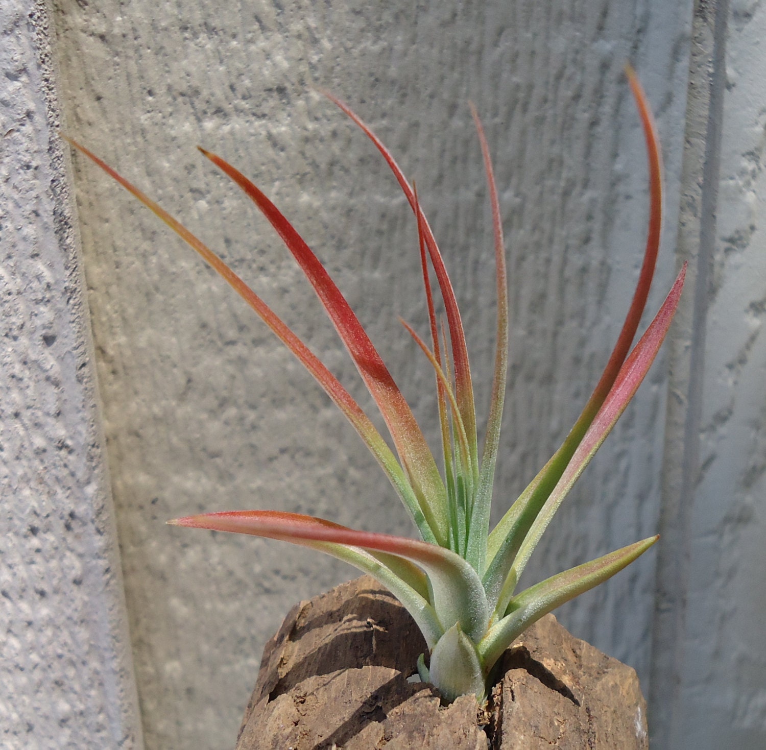 Tillandsia Concolor red 3-4"