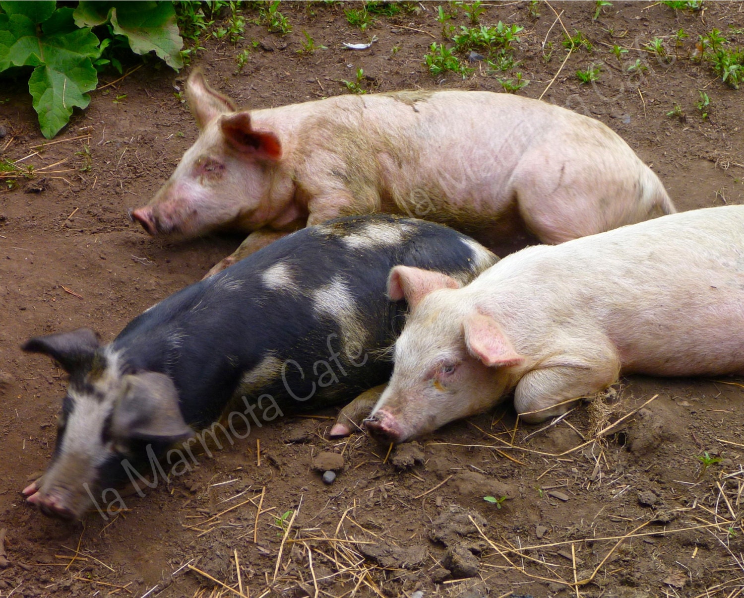 Three Little Pigs. Nature photography. 8x10 print. Chilean farm.