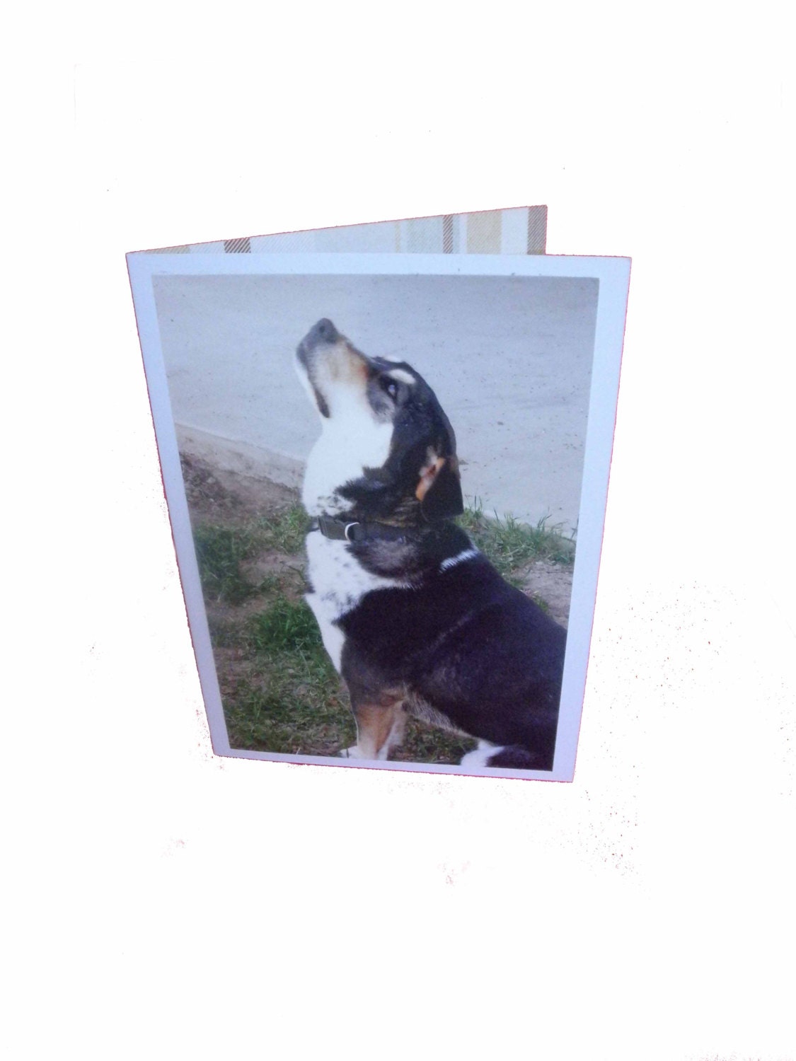 Dog Photo Card, Blank Greeting Card