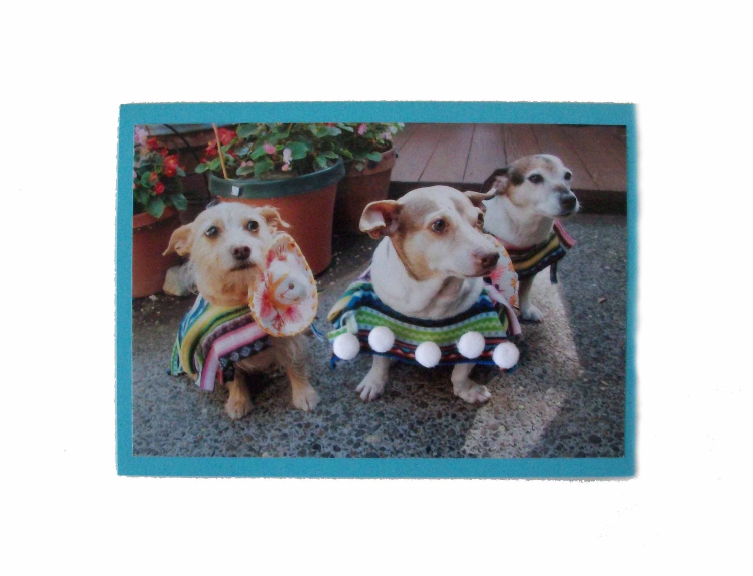 Feliz Cumpleanos Birthday Card, Spanish Birthday Card, Spanish Dog Card