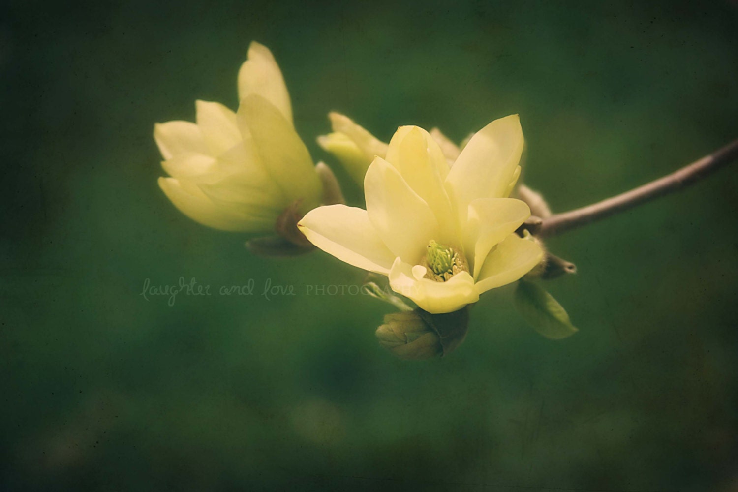 Yellow Magnolia 8x10 Fine Art Photography Flower Spring Emerald Green Tree Shabby Chic Home Decor Wall Art