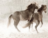 HORSE PHOTOGRAPHY - "Dust Up" Andalusian Colts, Edition Print, Wall Decor, Equine art
