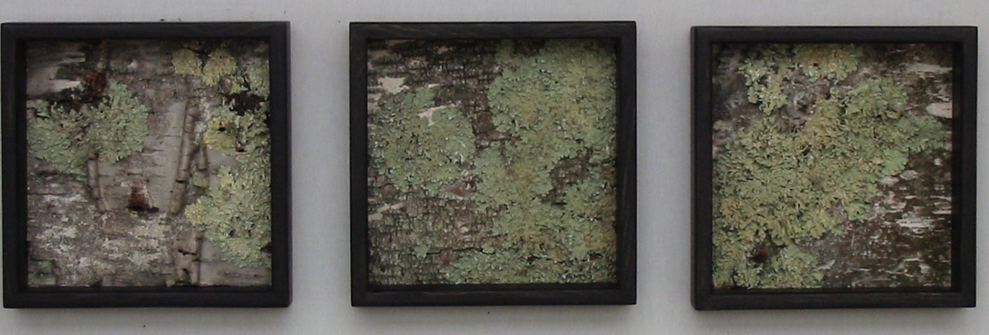 Framed Birch Bark, wall art, decor, urban rustic