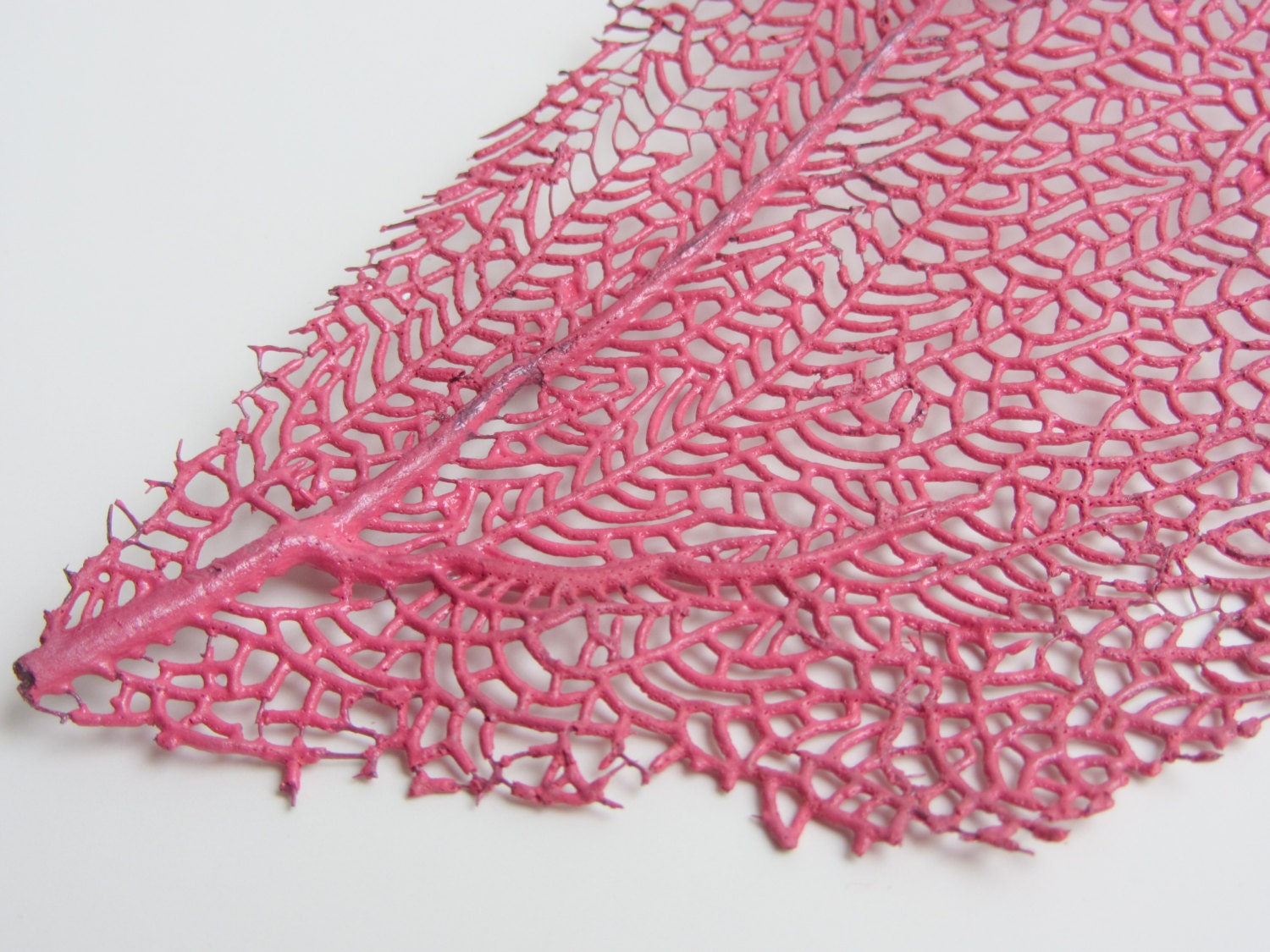 Sea Fan - Fuschia  - Beach Decor