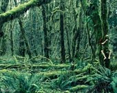 Tree Hugger, 12 x 18 Photography