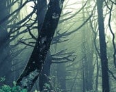 Olympic National Forest, Foggy, Green, Moody Forest, 12 x 18