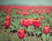 Tulip Field Photograph, 8x10 Flower Photography, Floral Picture, Coral Pink and Sage Green Wall Art, Spring Garden Home Decor