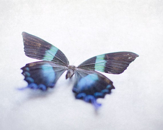 Blue Butterfly Photograph 8x10, Nature Photography, Girly Wall Art, Butterfly Picture, Dreamy Nursery Art, Pastel Blue, Black - PureNaturePhotos