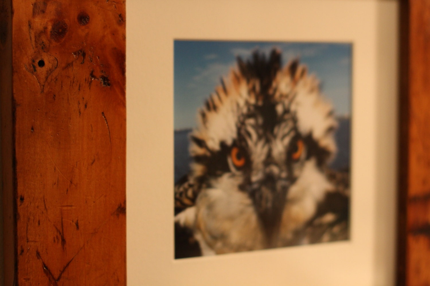 Juvenile Osprey - 5x5" print framed in reclaimed knotty pine