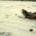 Nature photography, primitive decoration, driftwood decor, rustic decor, sand art, art print, beach art, natural home decor,  5x7 (13x18)