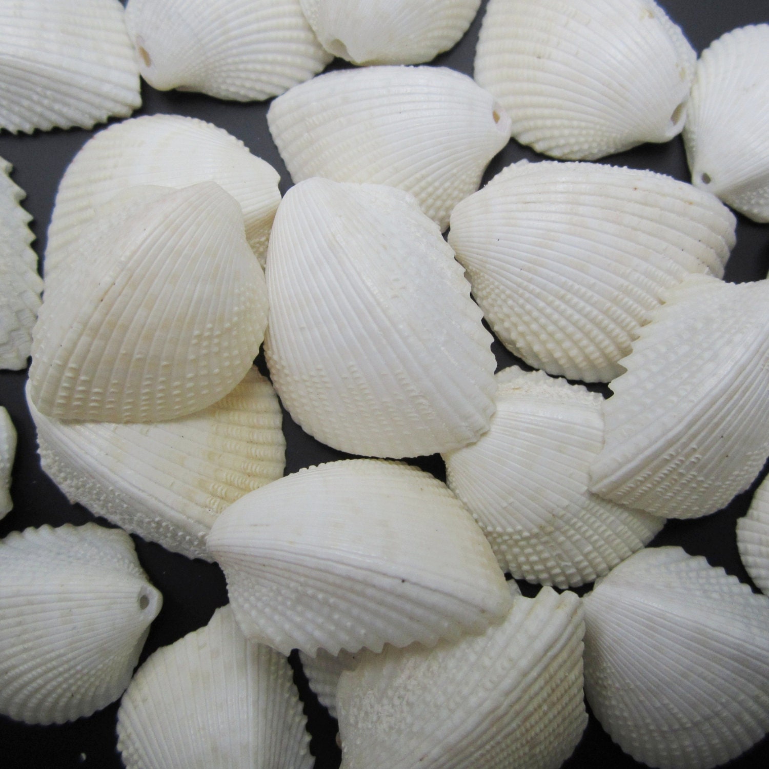Off White Clamshell Beads, Single Drilled, 26 mm - 32 mm -- 24 shell Beads