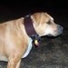 3 inch Leather Dog Collar: Latigo, 3 inch tapered neck