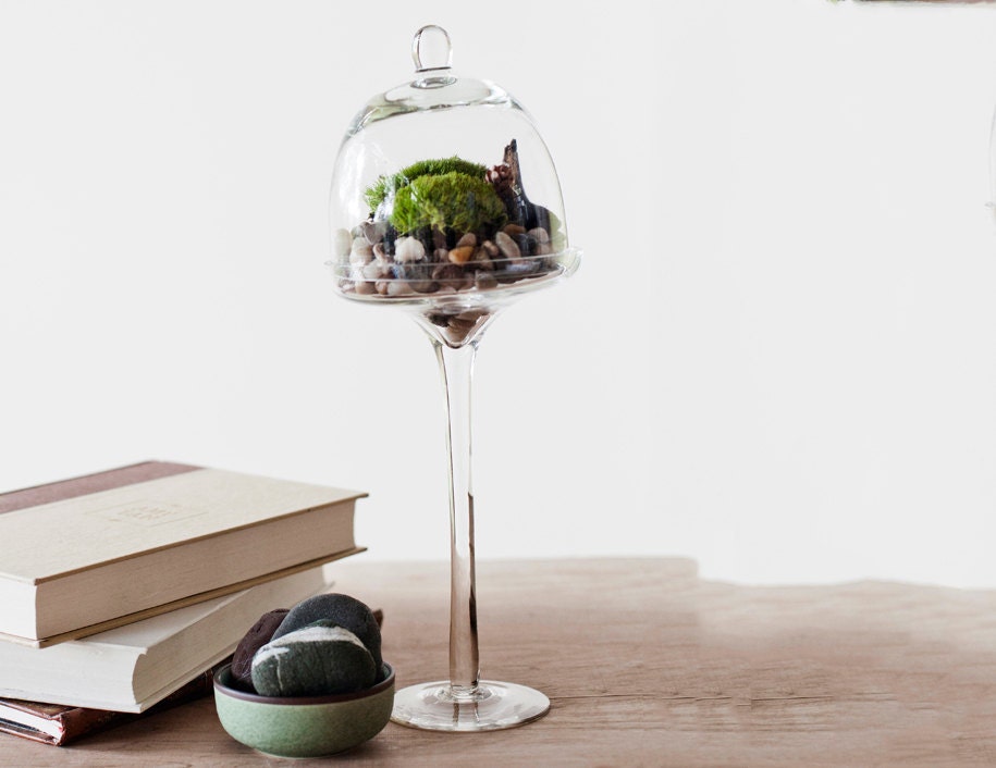 Icing on the Cupcake Bell Jar Glass Terrarium Kit- Large