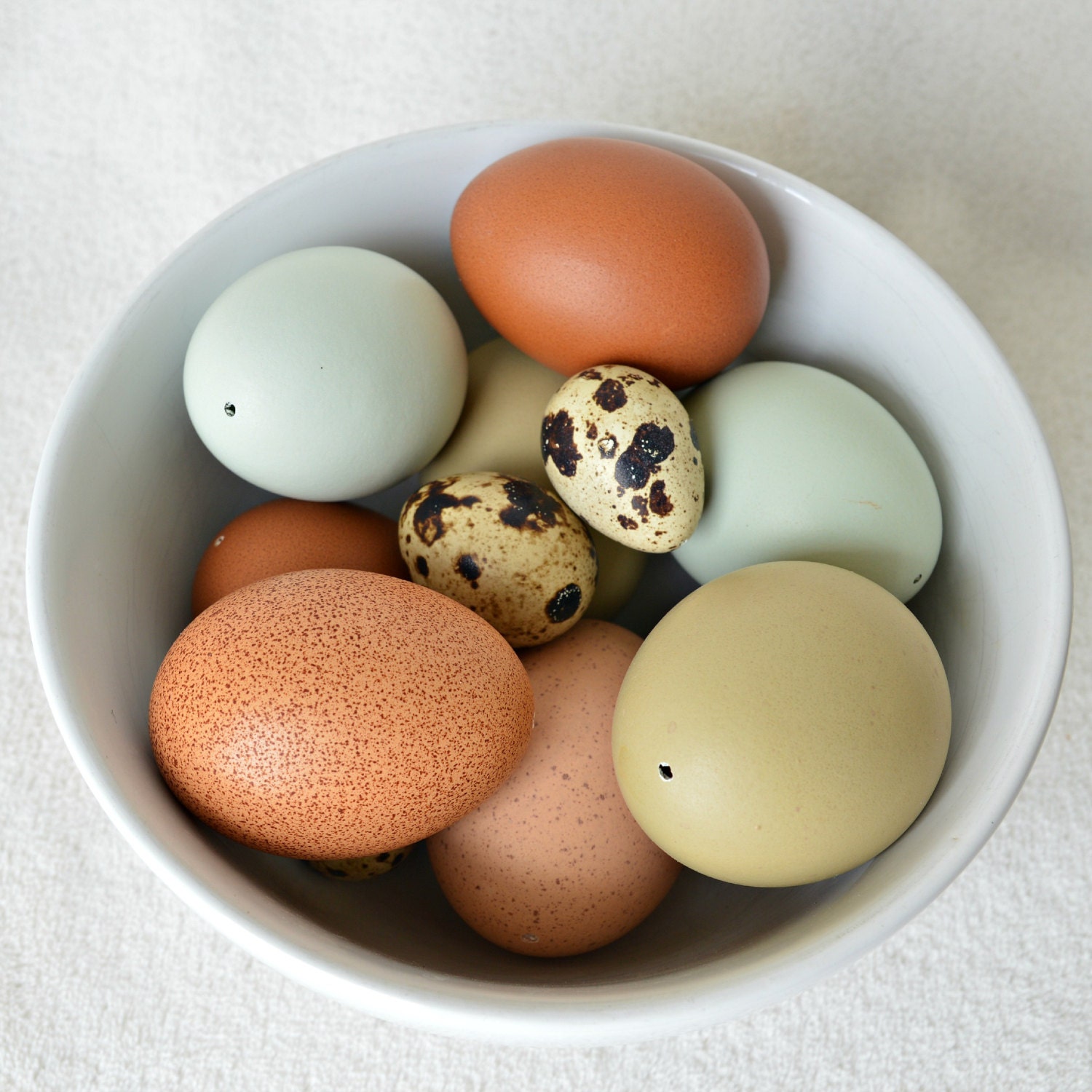 Blown Eggs, Multi-colored Eggs, Blue & Olive Eggs, Speckled Eggs, Quail Eggs, 1 Dozen - MeadowPath