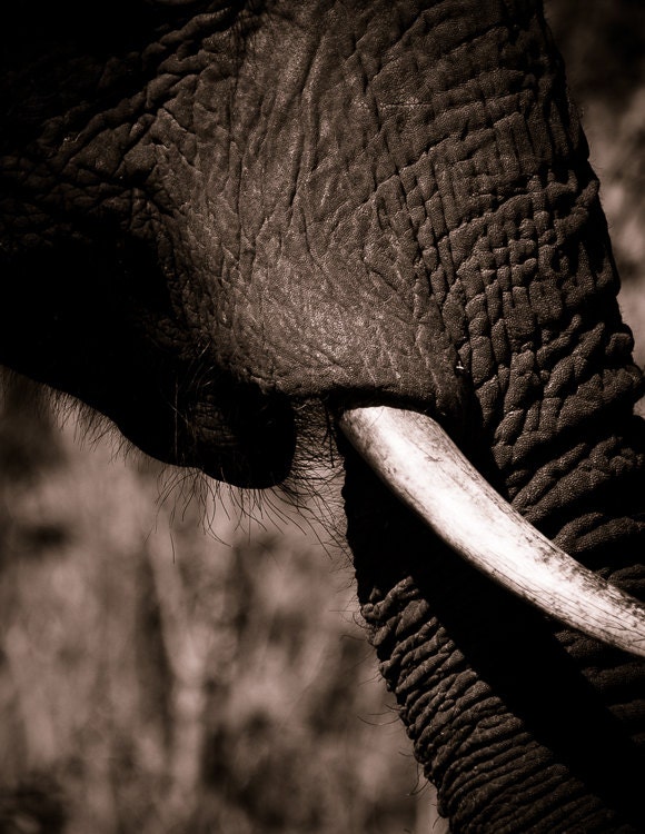 Safari Animal Art, Sepia Elephant Monochrome Home Decor- Africa Fine Art Animal Photography Print