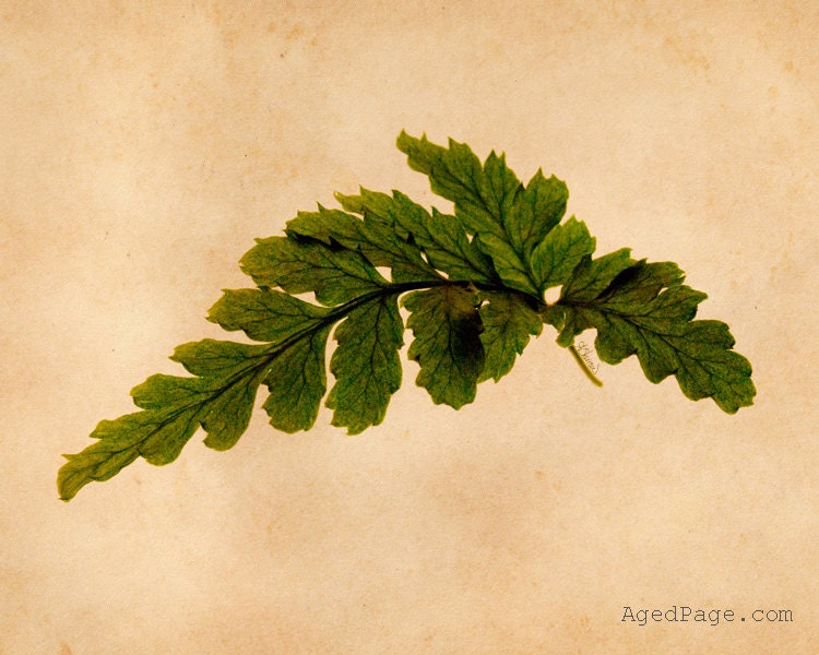 Botanical Print, Photograph, Fern Leaf Series, Wall Art Decor,  Autumn Fern Leaf 4b, AgedPage